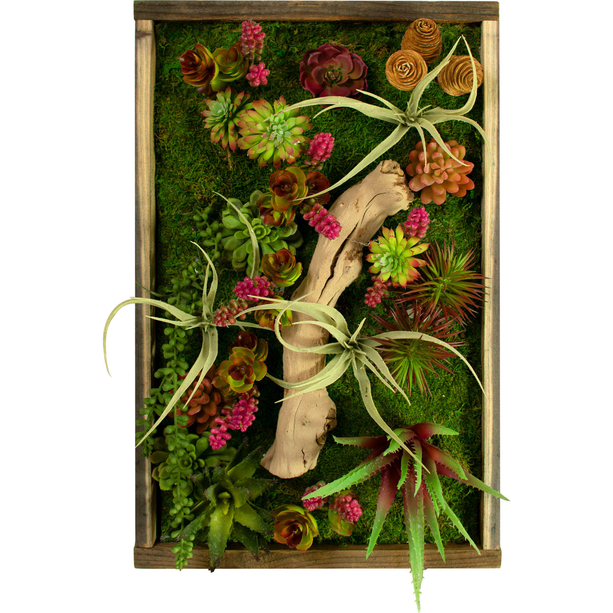 photo of the Monterey Succulent and Moss Frame