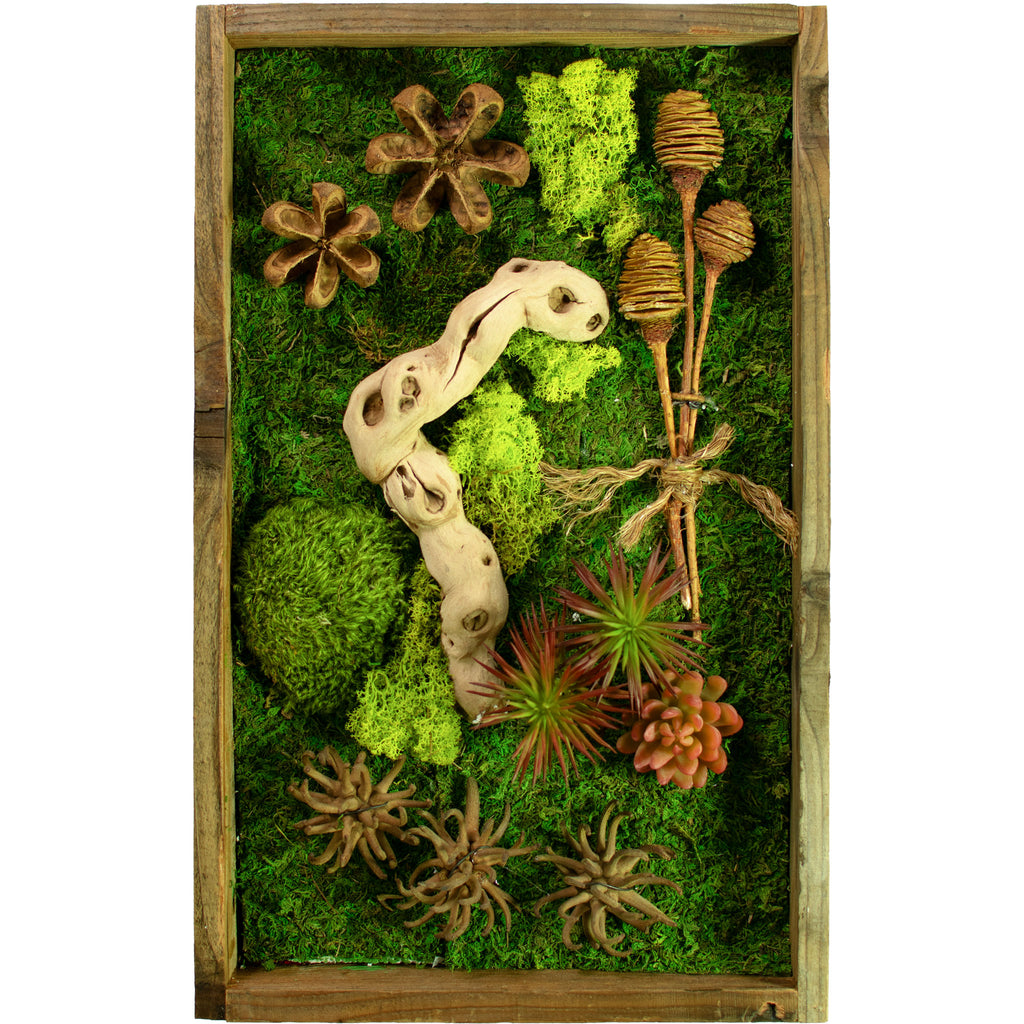 succulent plant wall hanging California Moss & Succulent Frame