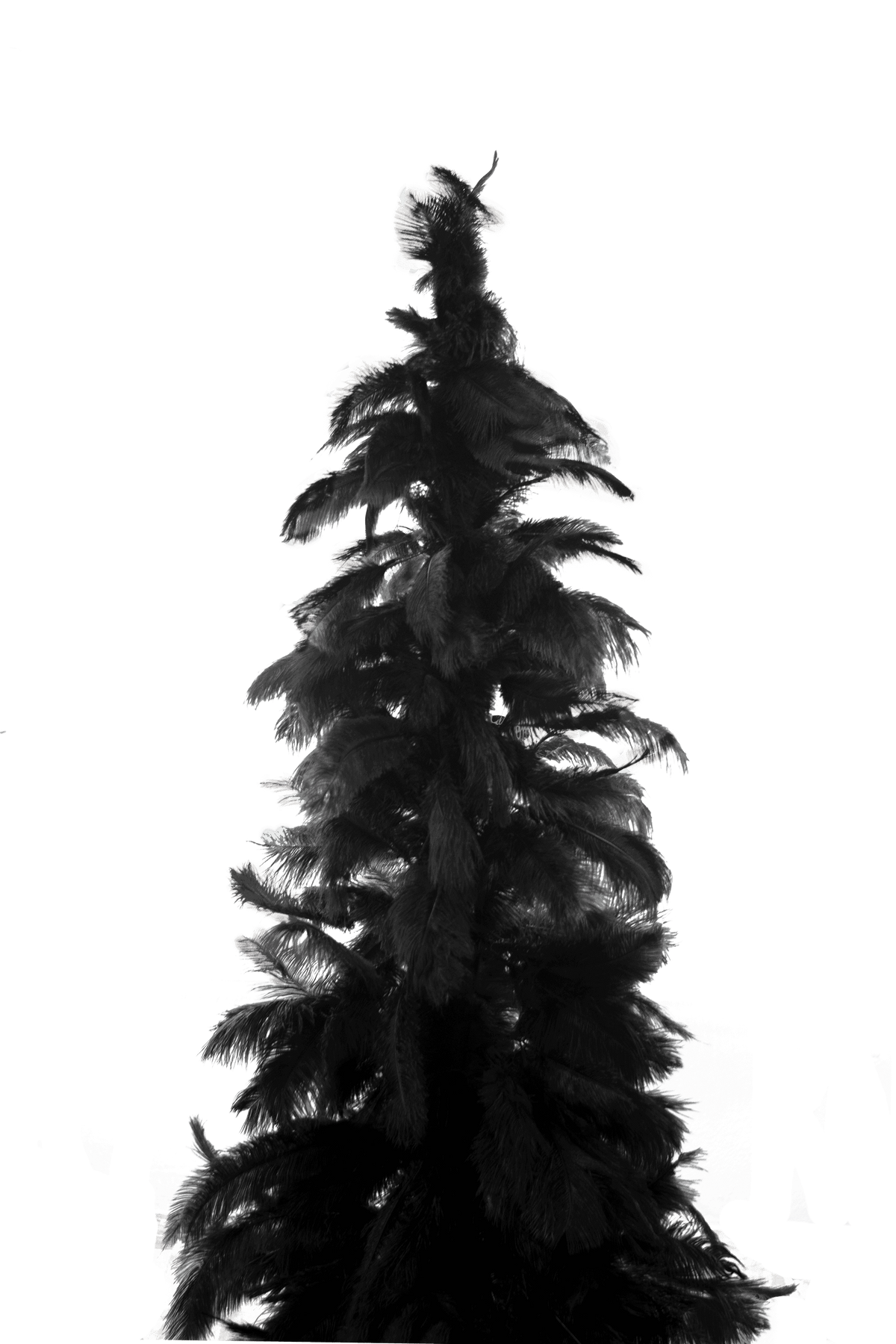 Black Ostrich Feather Tree - Lee Display