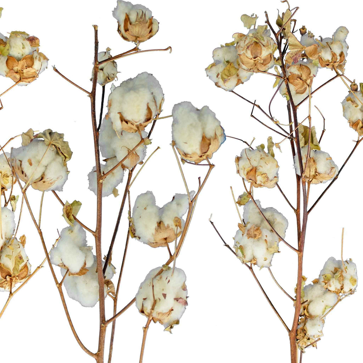 Cotton Stalk Natural Branch - Lee Display
