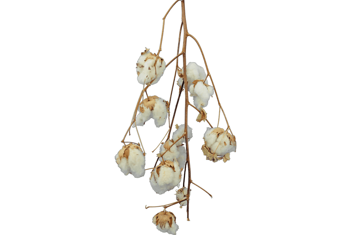 Cotton Stalk Natural Branch - Lee Display
