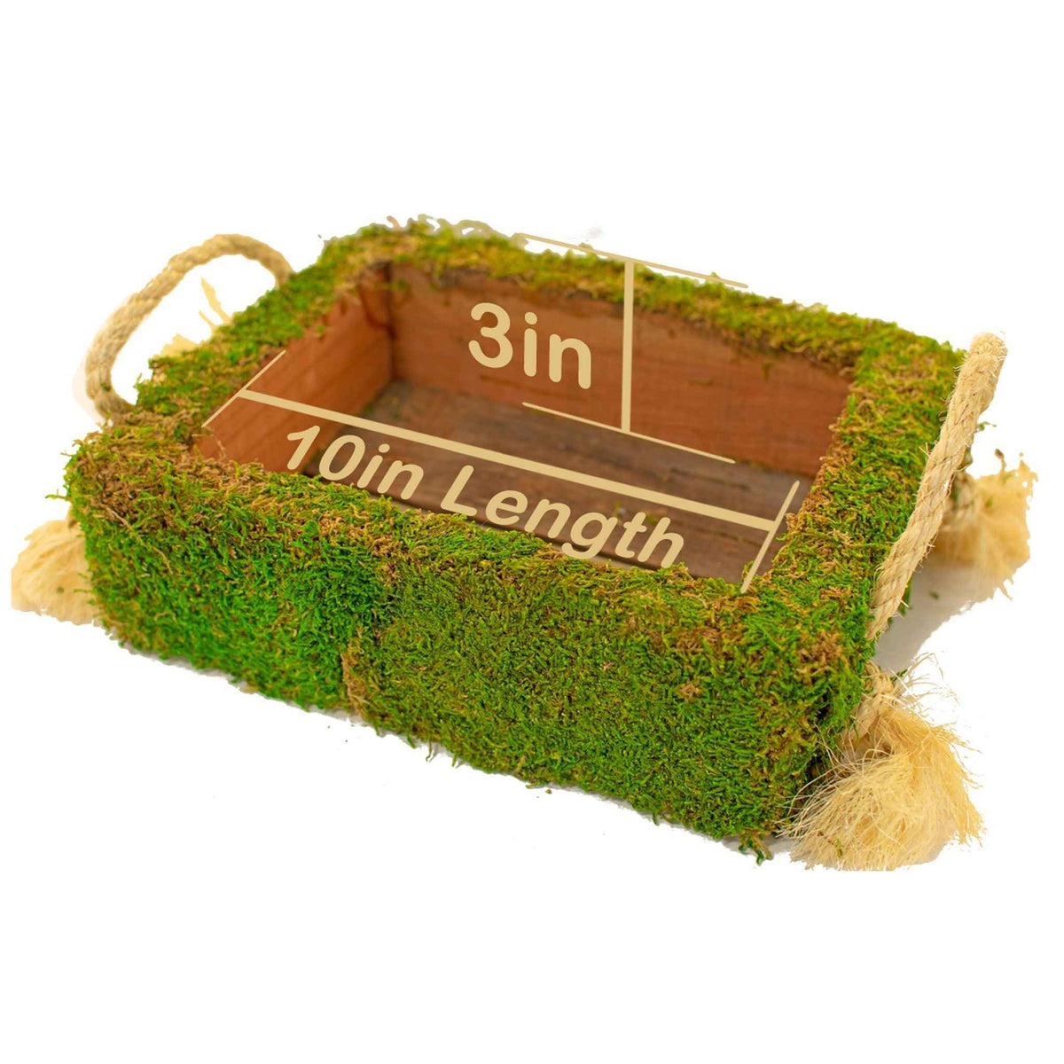 Moss Covered Succulent Box - Lee Display