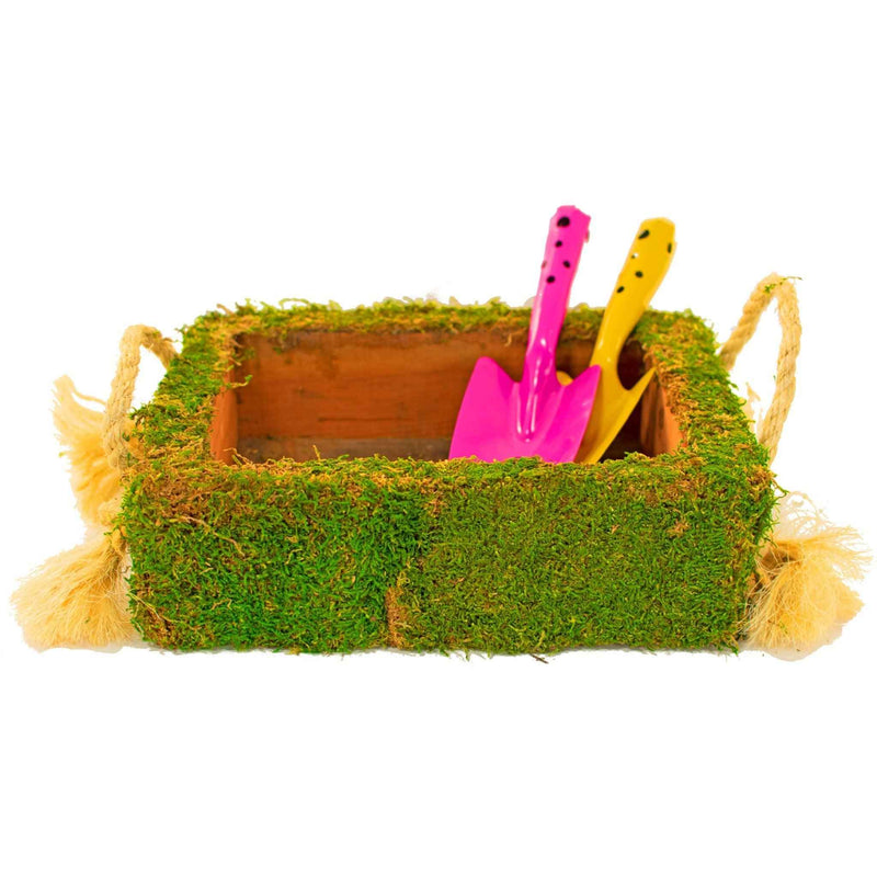 Moss Covered Succulent Box - Lee Display