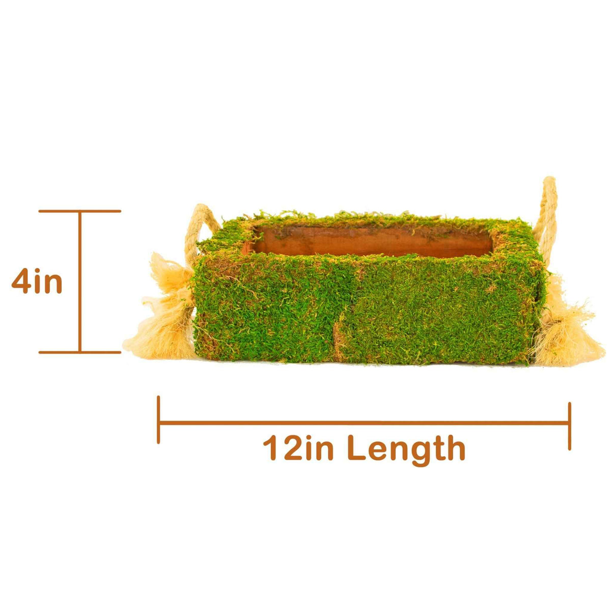 Moss Covered Succulent Box - Lee Display