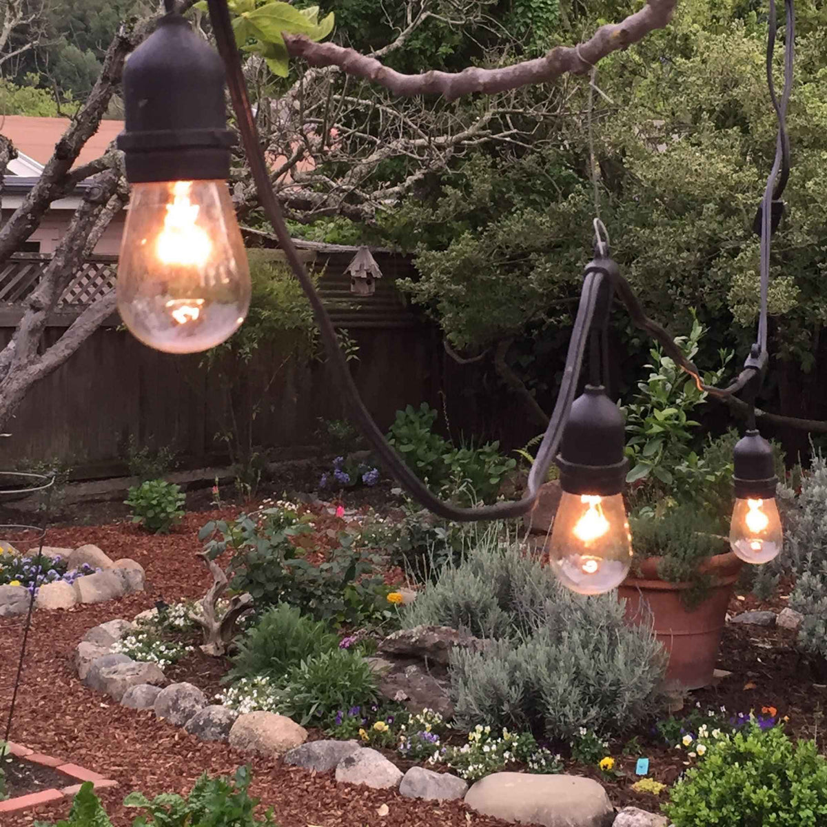S14 Edison Light Bulbs - Lee Display
