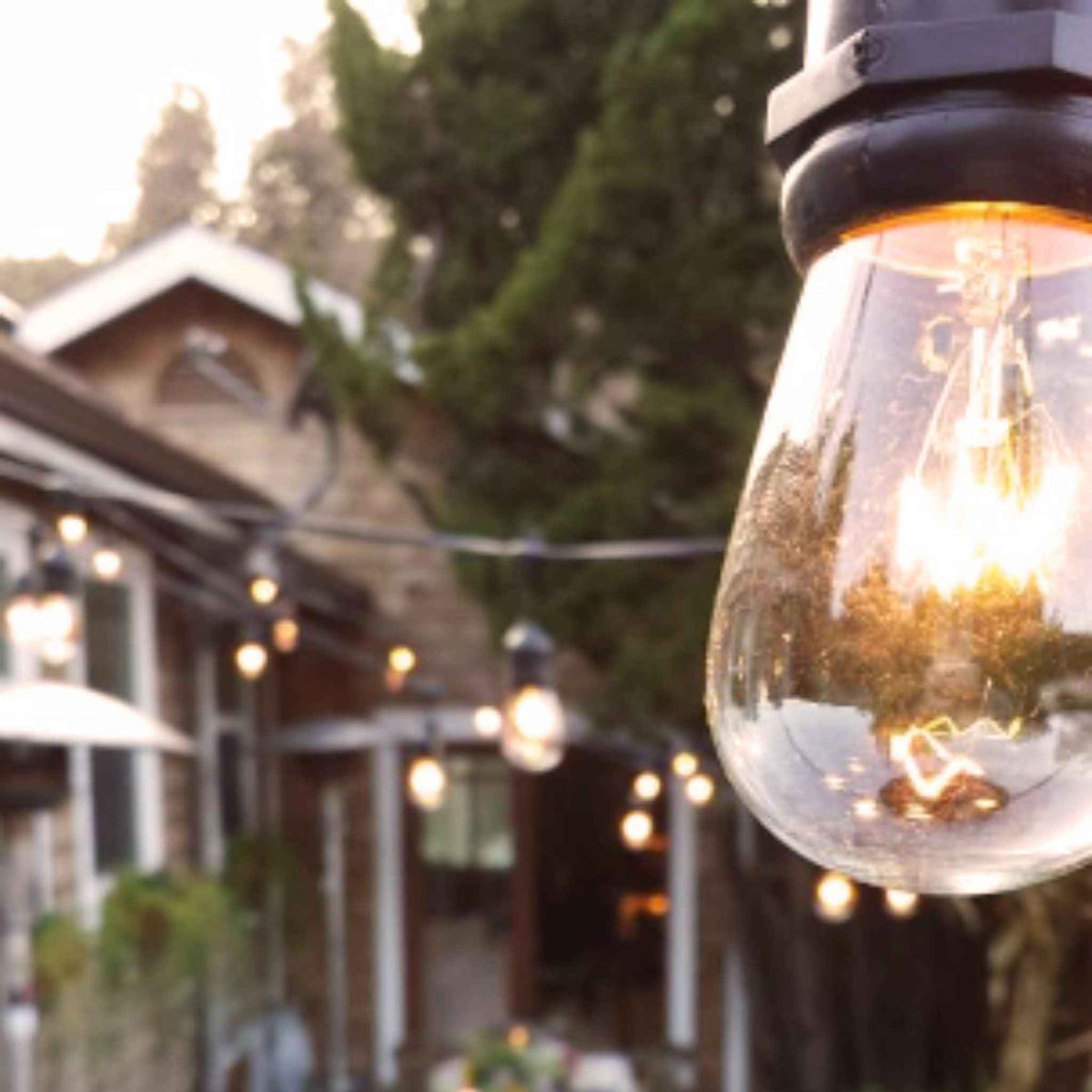 S14 Edison Light Bulbs - Lee Display