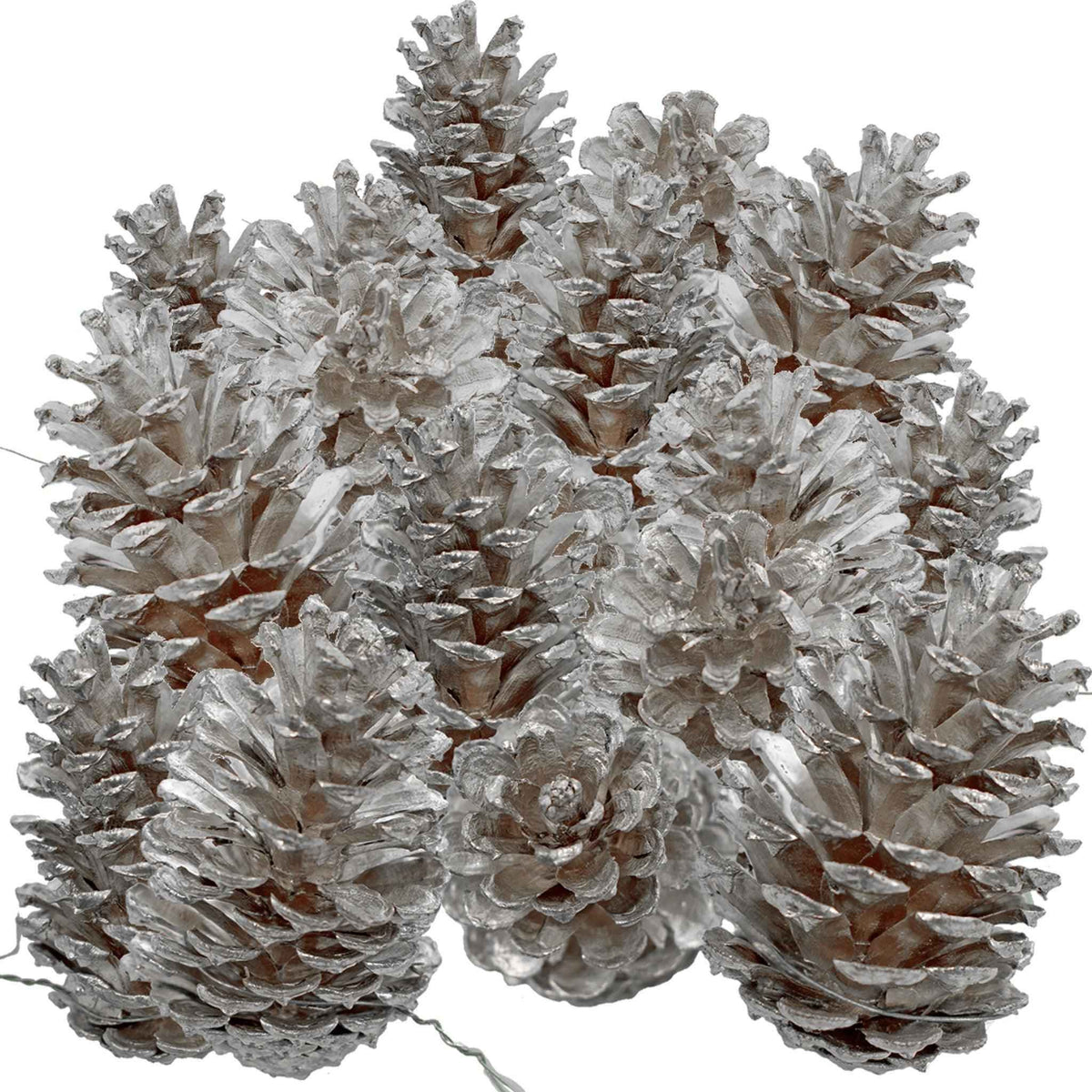 Silver Pine Cones - Lee Display