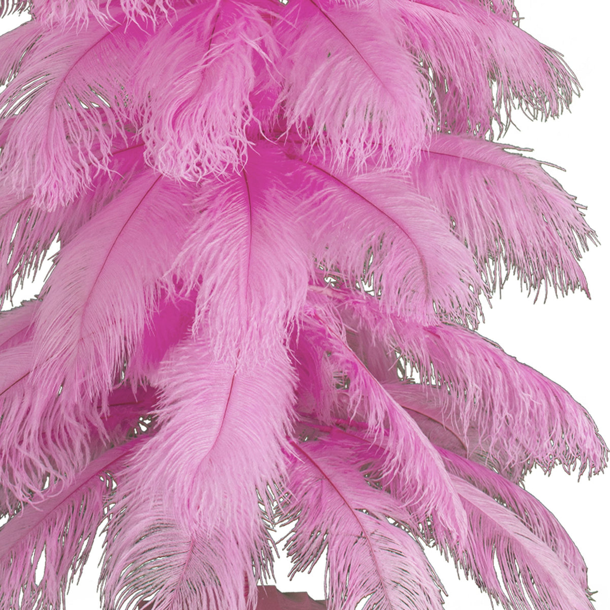 粉红鸵鸟羽毛树
