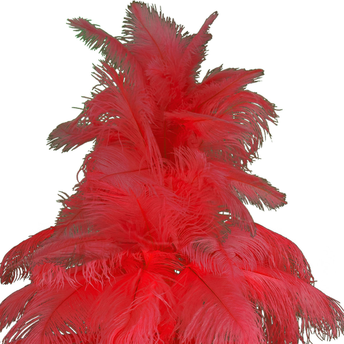 红鸵鸟羽毛树