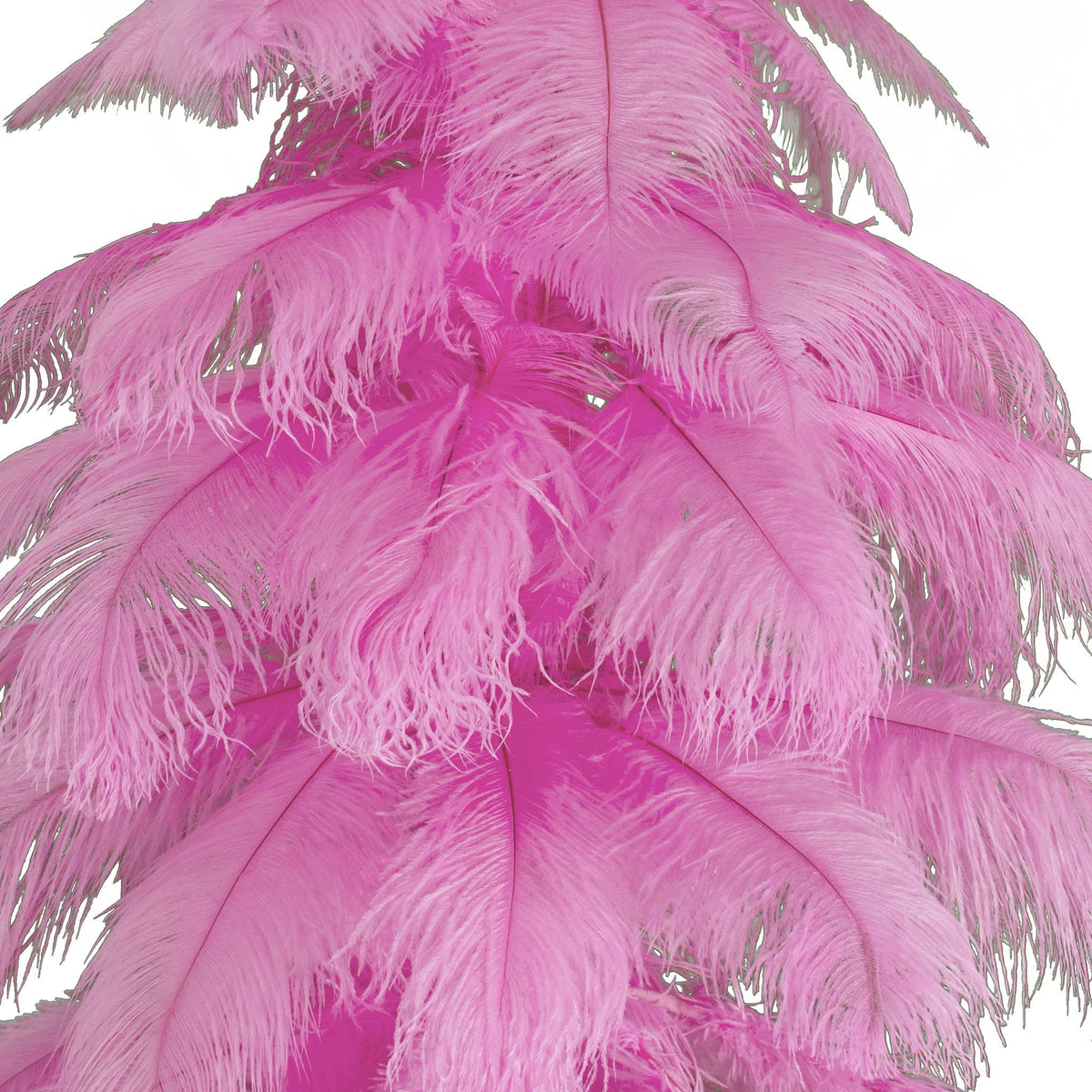 粉红鸵鸟羽毛树