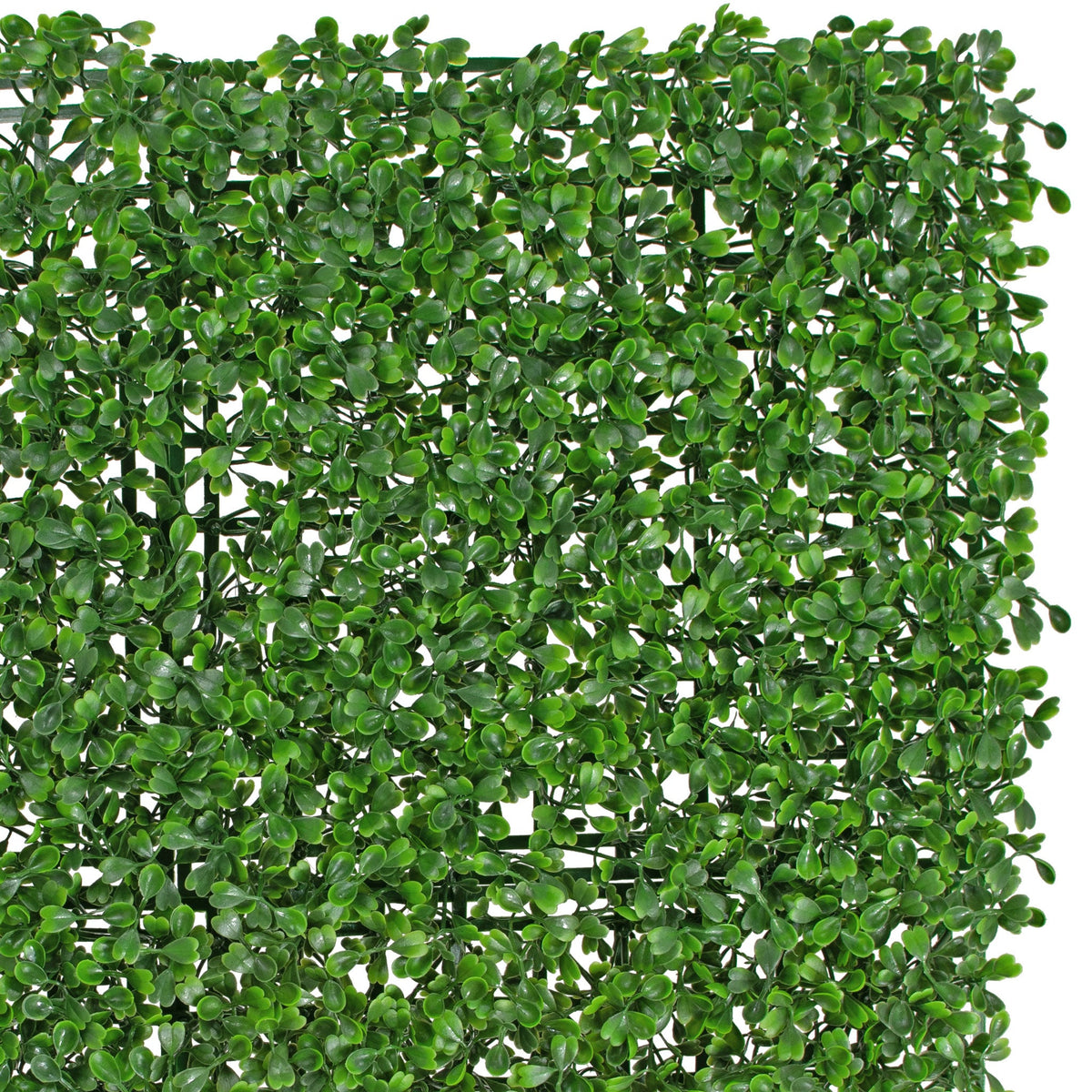 Order yours today to start decorating for your special place!  Sold in packs of 3 - 20in X 20in Squares, we give you 8 square feet of foliage to cover that empty area between you and your neighbors house or bring life to your office space.