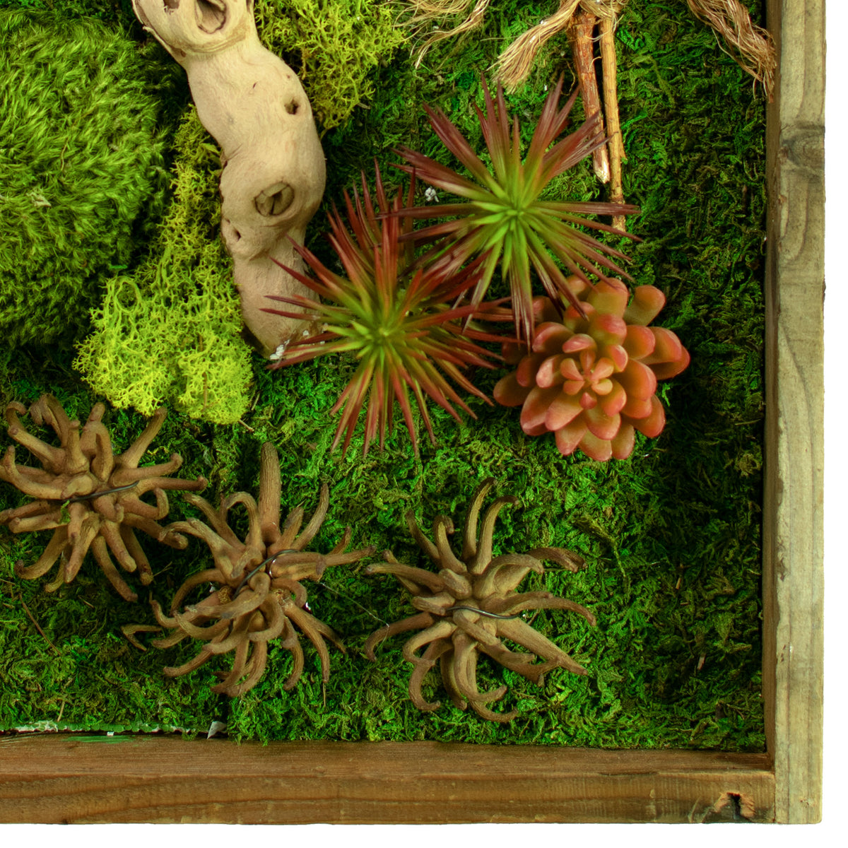 closeup of the bottom corner of The California Moss & Succulent Frame