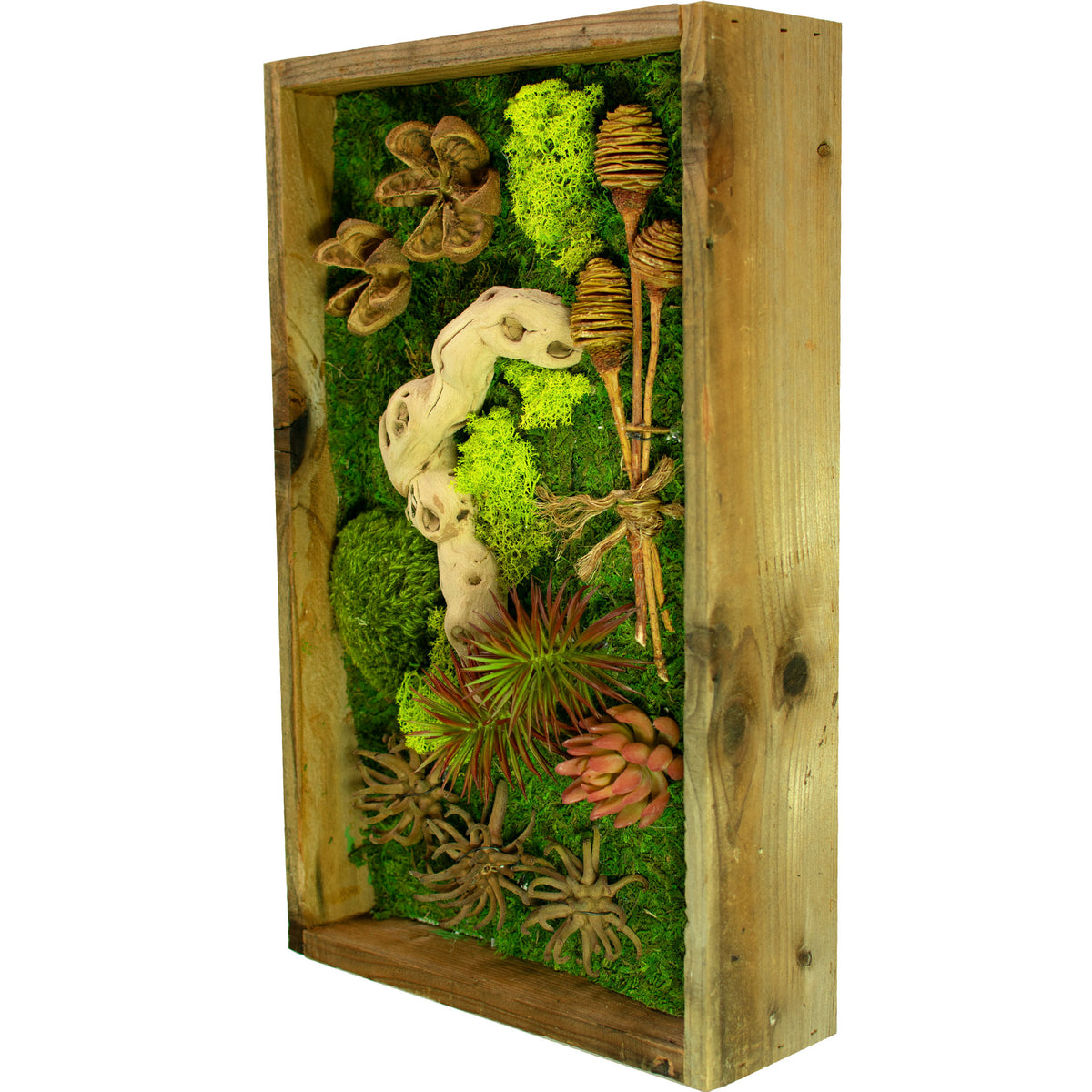side angle photo of The California Moss & Succulent Frame