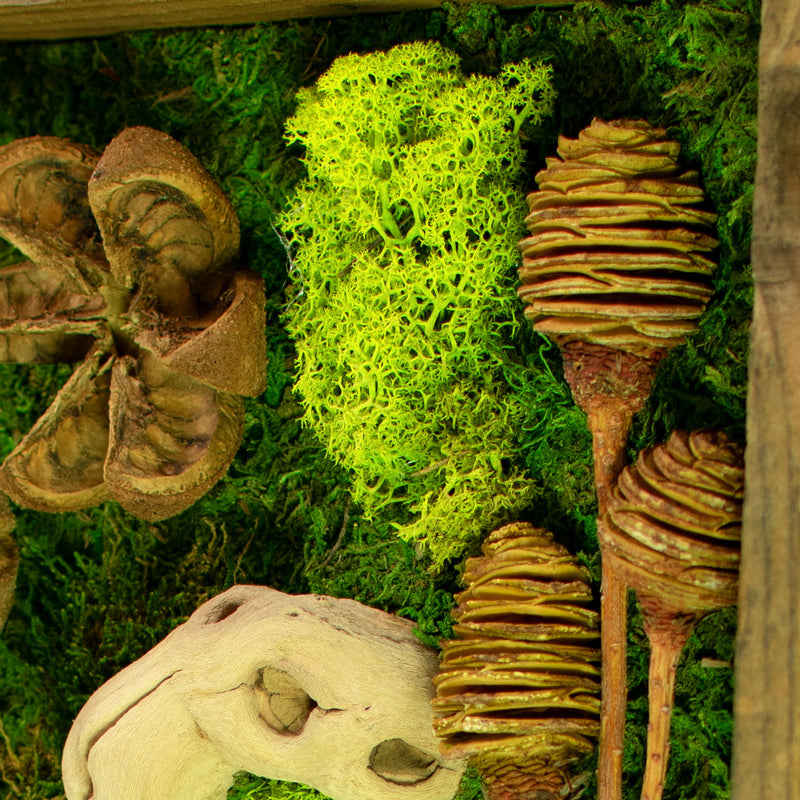 closeup of the preserved green moss of The California Moss & Succulent Frame