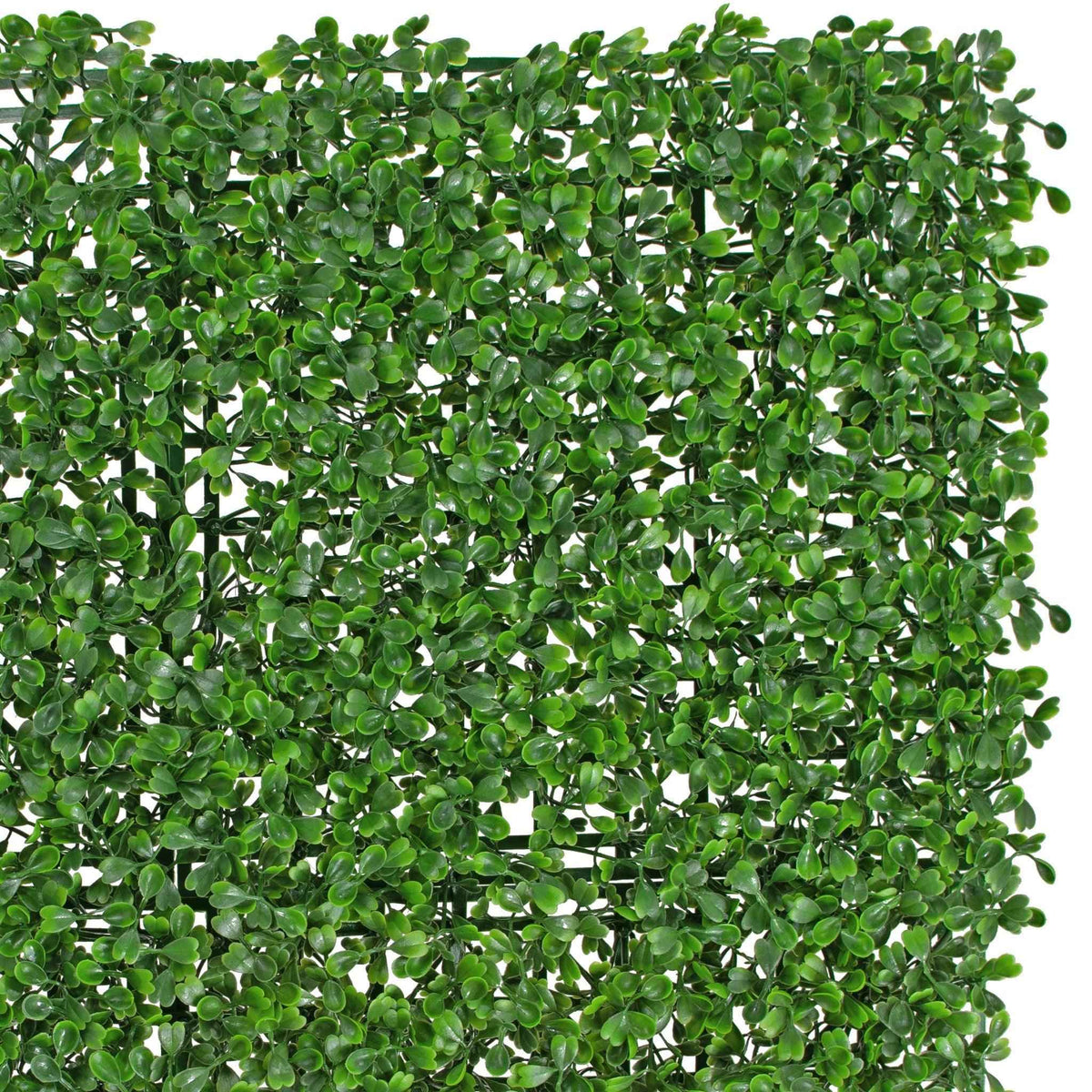 Boxwood Topiary Wall Panels 8 SQFT - Lee Display