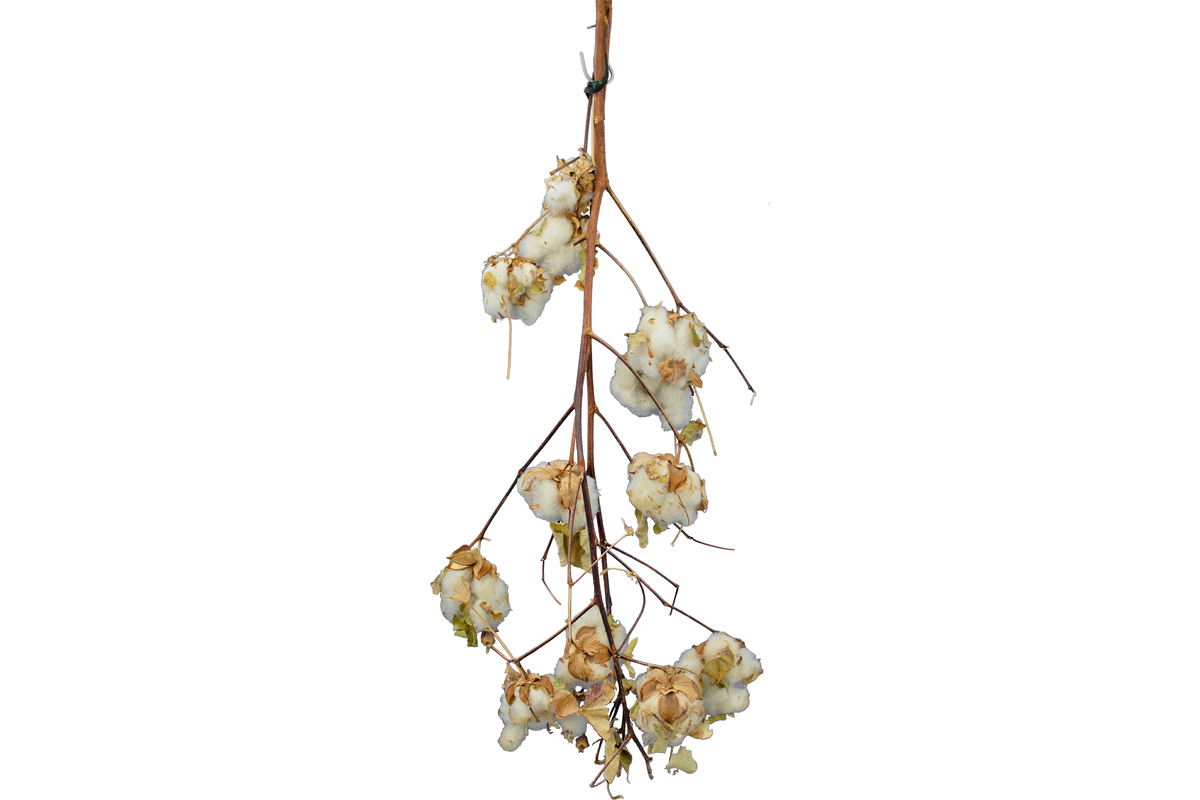 Cotton Stalk Stem Real Natural Branches Sold in the pack of 3 from Lee Display