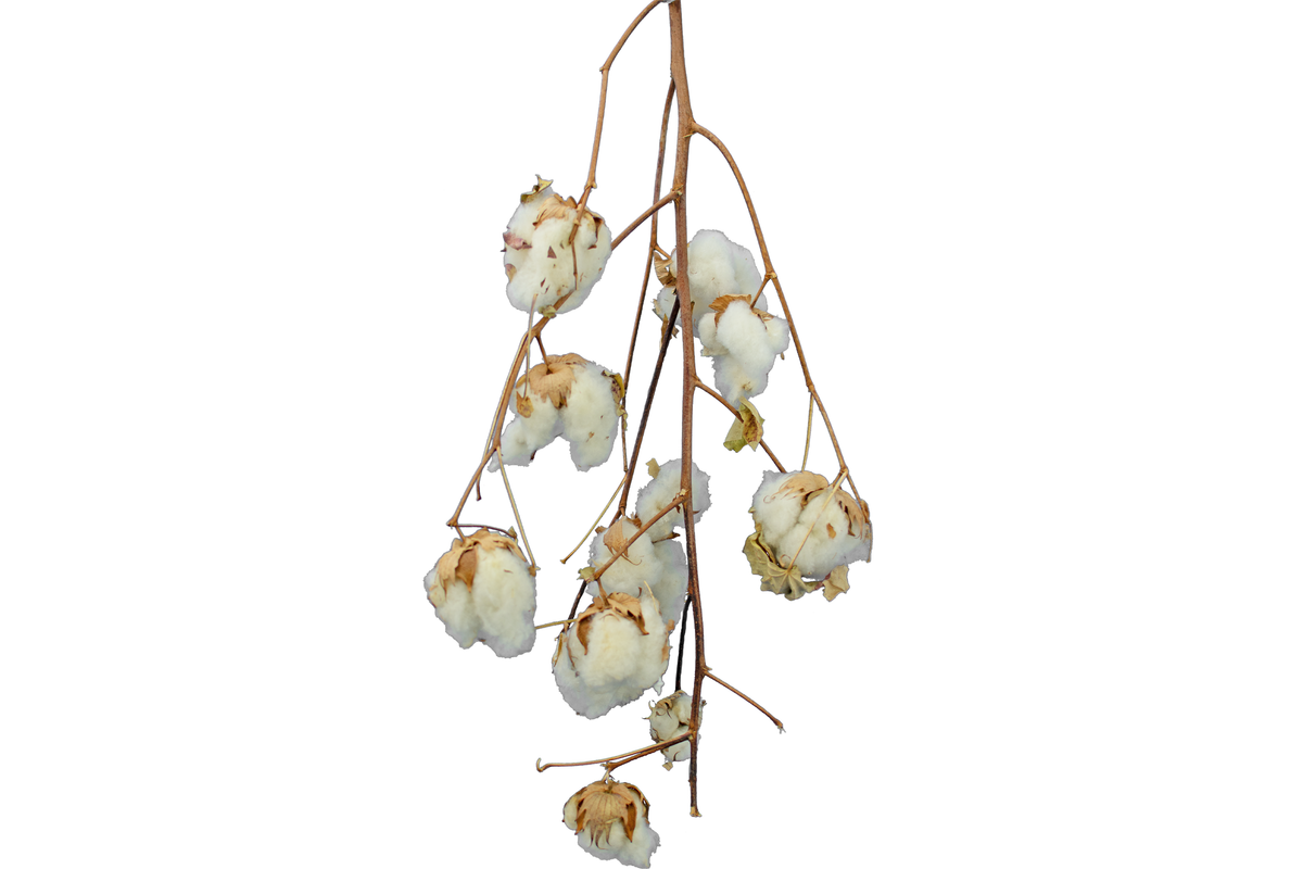 Cotton Stalk Real Natural Branches Sold in the pack of 3 from Lee Display