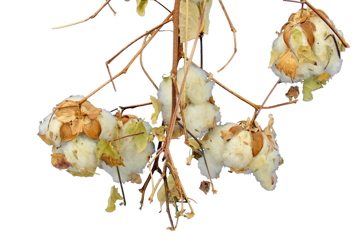 Cotton Stalk Natural Branch - Lee Display
