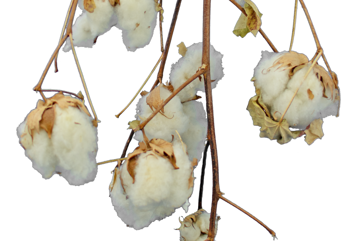 Cotton Stalk Natural Branch - Lee Display