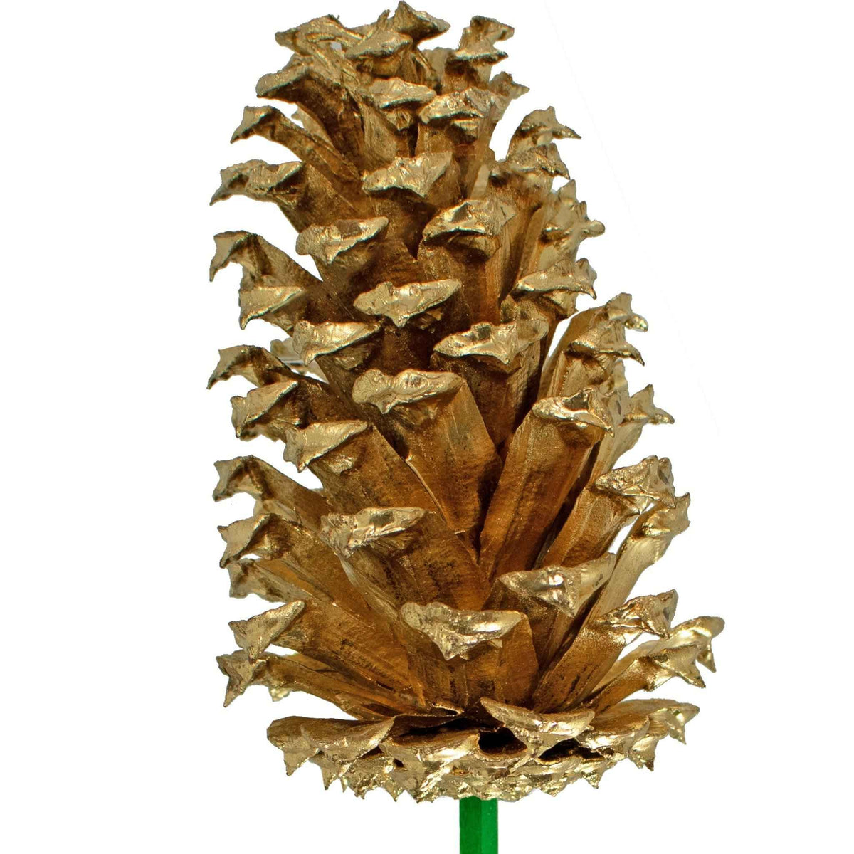 Gold Pine Cones - Lee Display