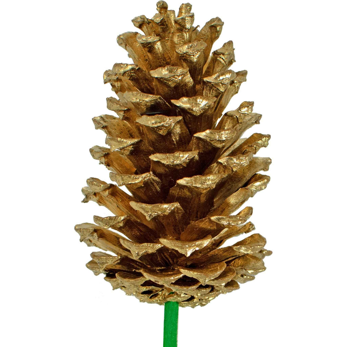Gold Pine Cones - Lee Display