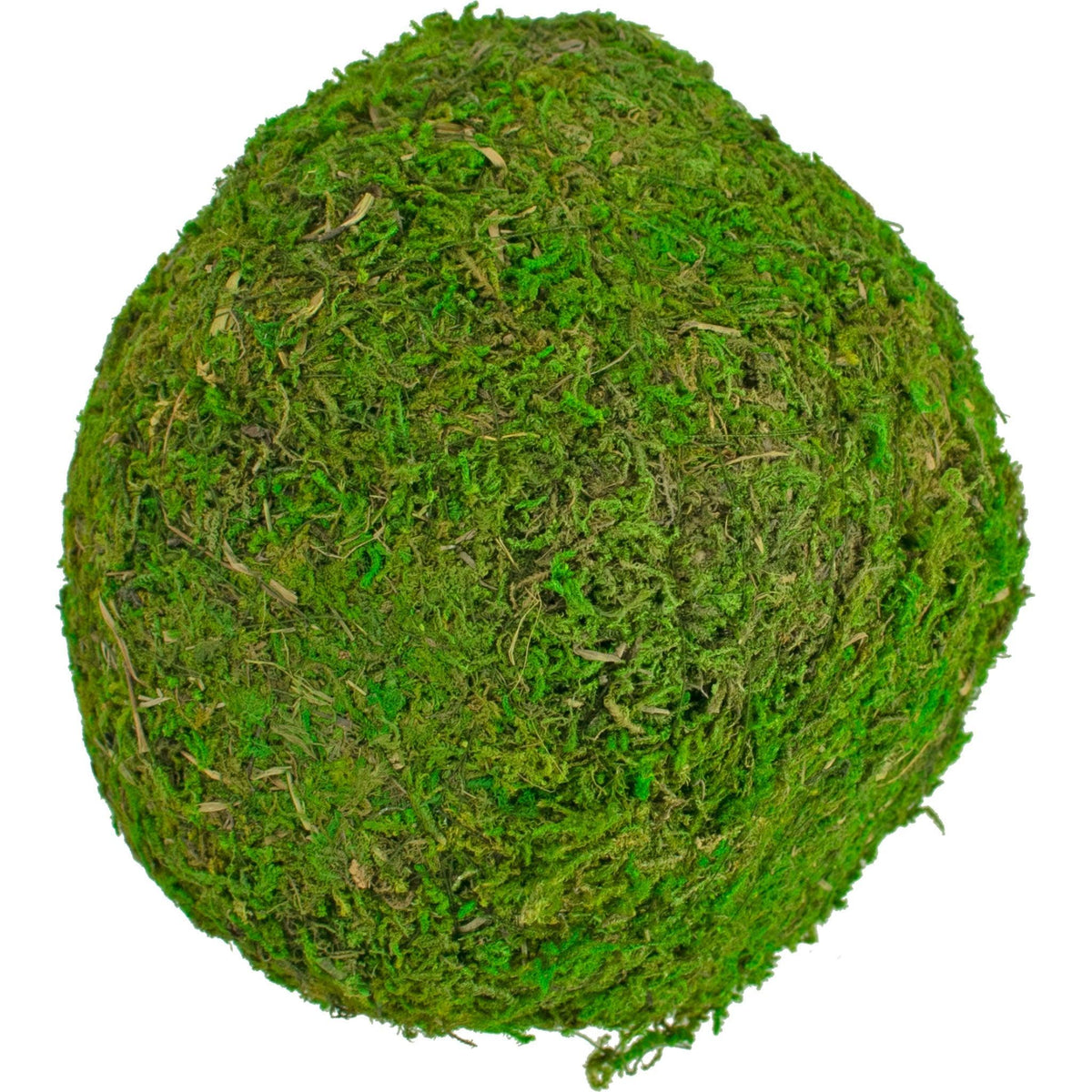 Real Natural Moss Balls Covered in Real Moss Lee Display