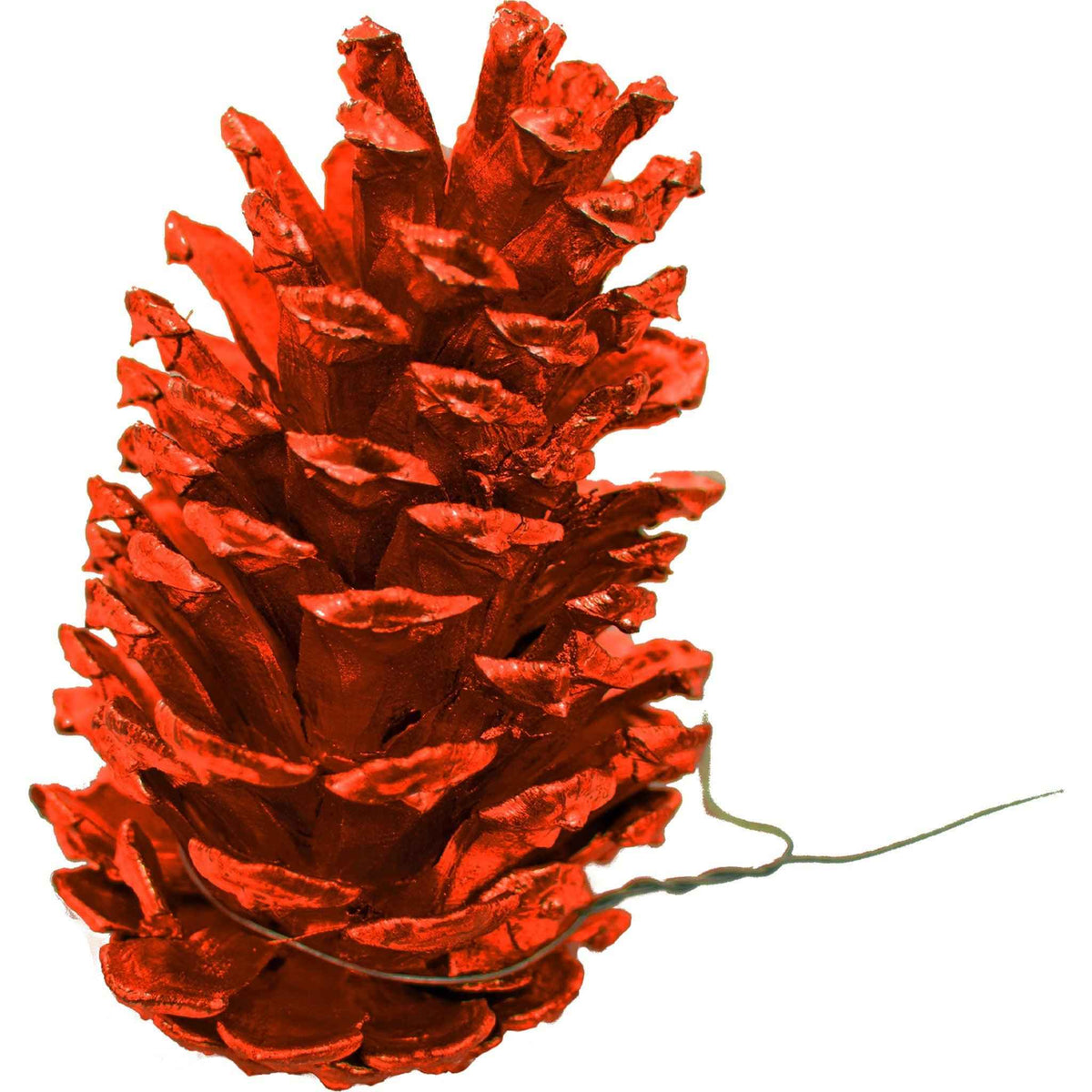 Orange Pine Cones - Lee Display