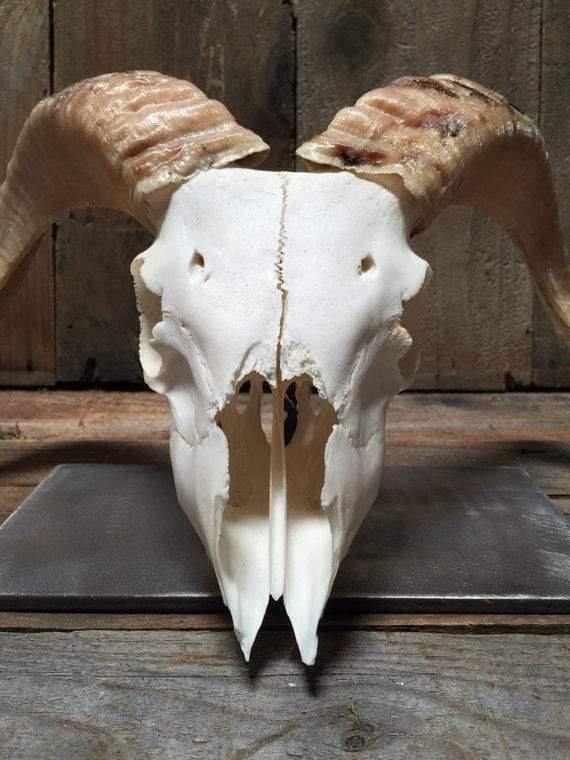 vendor-unknown All Products Real Ram Skull Display & Mounted
