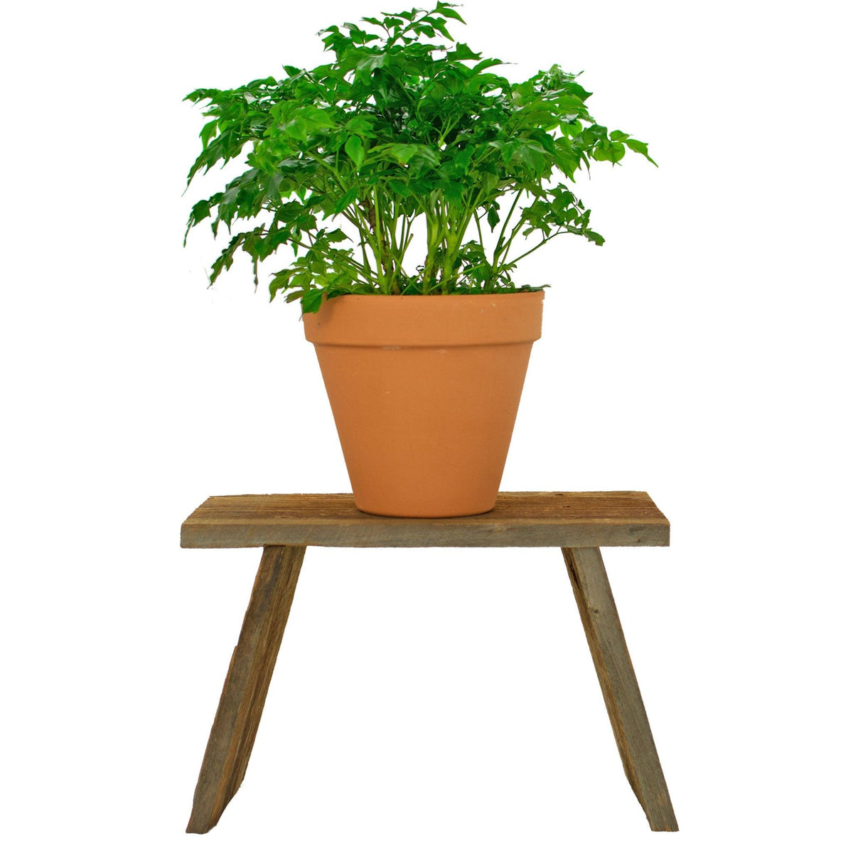 Lee Display's Rustic Redwood Build-Up End Table on display with a potted plant.  On sale at leedisplay.com