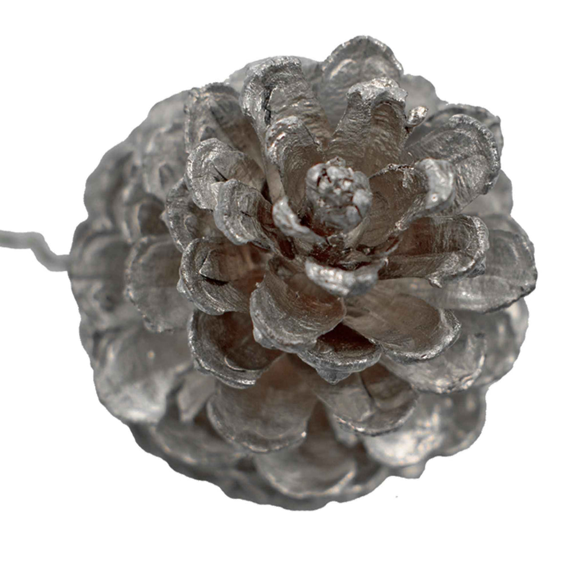 Silver Pine Cones - Lee Display